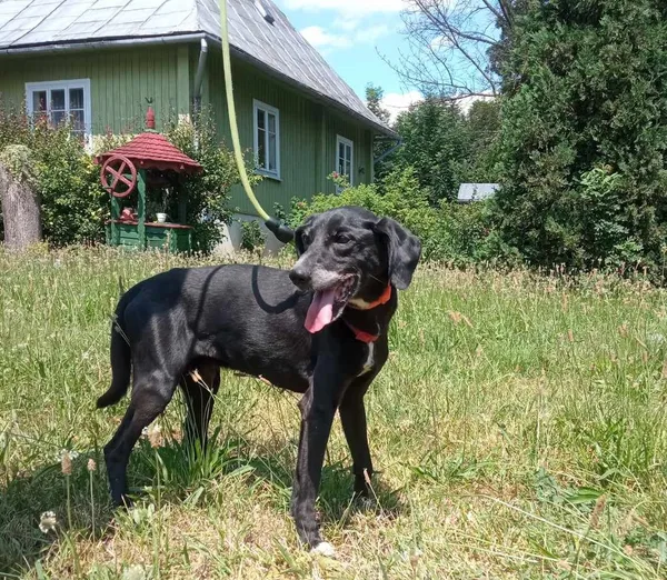 Pies do adopcji, Ropczyce, 5 lipca 2024