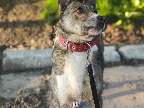 Pies do adopcji, Pawłowo, 7 czerwca 2024 (1/3)