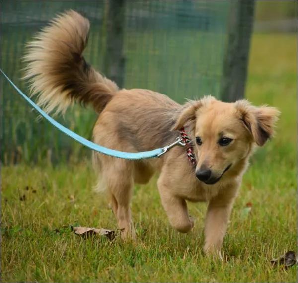 Znaleziono psa, Grudziądz, 23 czerwca 2024