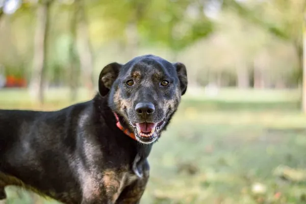 Pies do adopcji, Radom, 13 października 2025 (1/5)