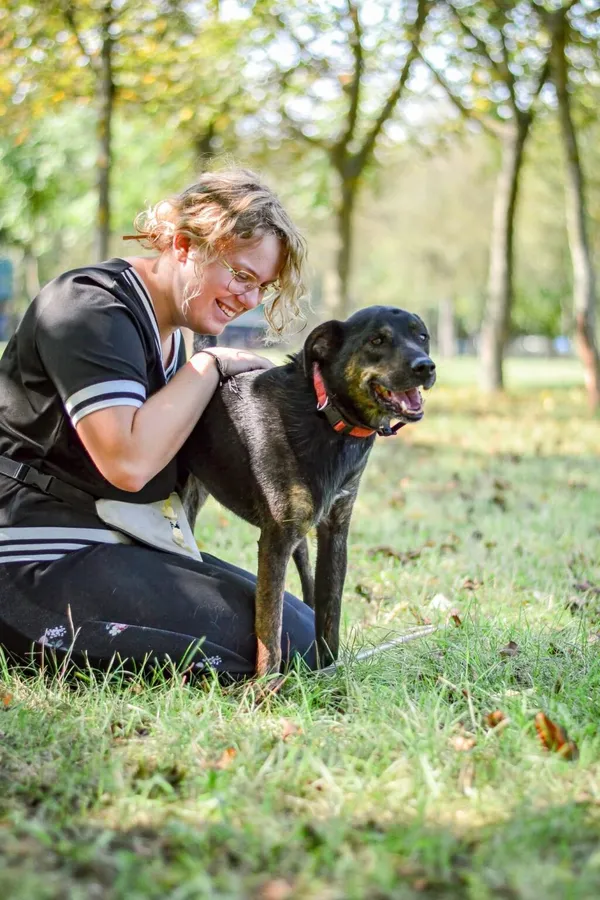 Pies do adopcji, Radom, 13 października 2025 (2/5)