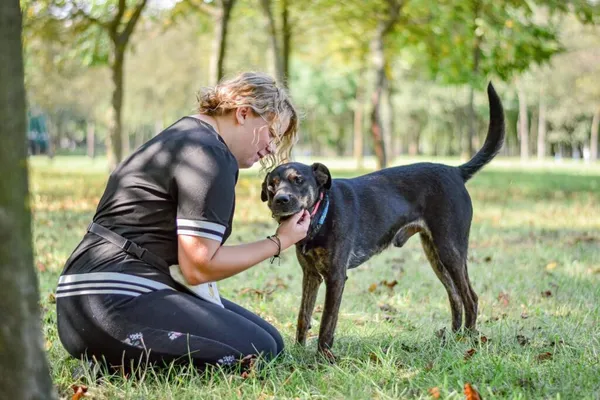 Pies do adopcji, Radom, 13 października 2025 (3/5)