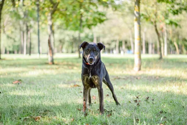 Pies do adopcji, Radom, 13 października 2025 (4/5)