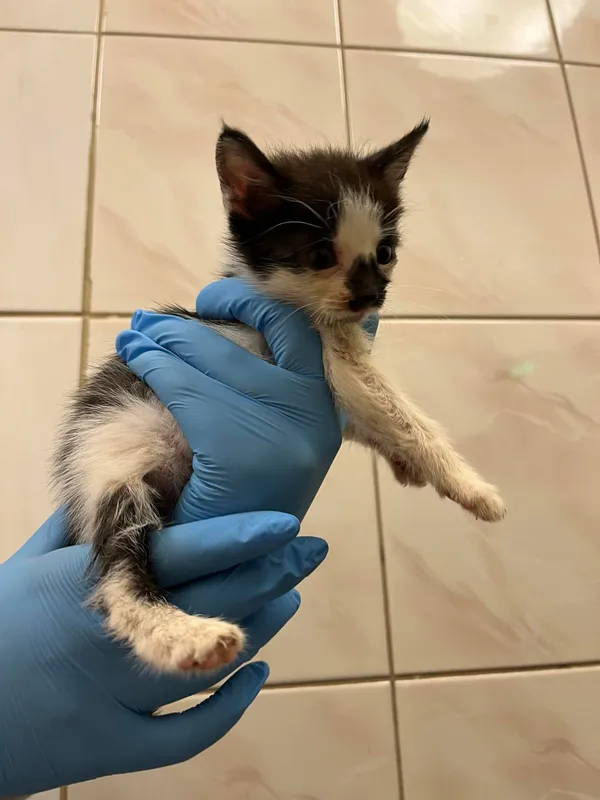 Kot do adopcji, Włocławek, 5 lipca 2024 (2/3)