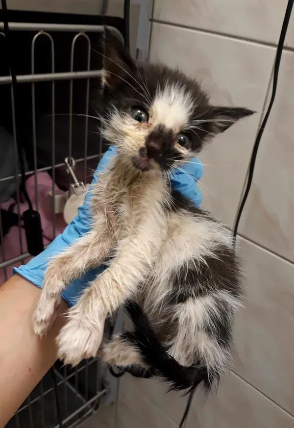 Kot do adopcji, Włocławek, 5 lipca 2024 (3/3)