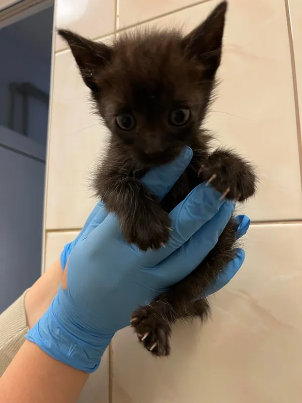 Kot do adopcji, Włocławek, 5 lipca 2024 (1/3)