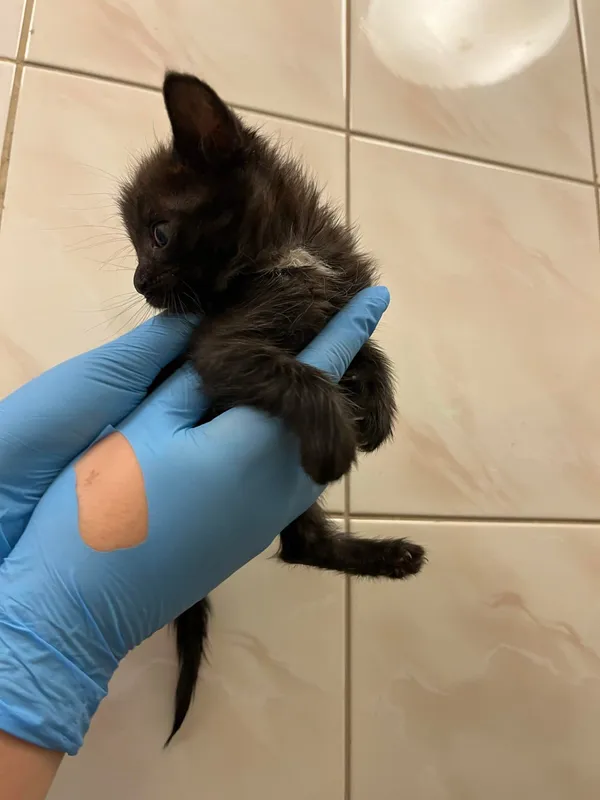 Kot do adopcji, Włocławek, 5 lipca 2024 (2/3)