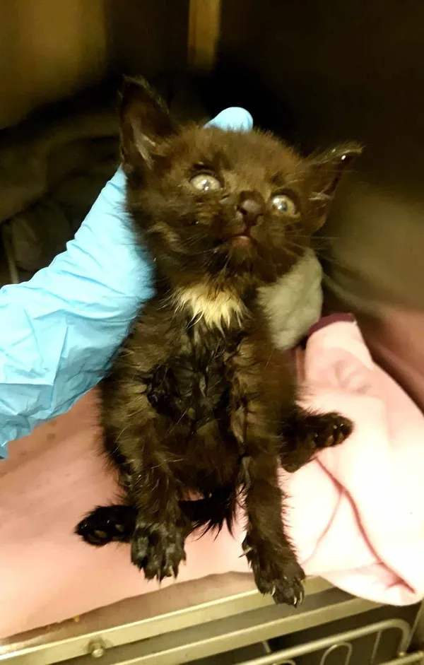 Kot do adopcji, Włocławek, 5 lipca 2024 (3/3)