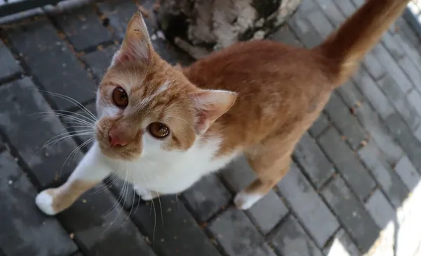 Kot do adopcji, Częstochowa, 28 maja 2024 (1/3)