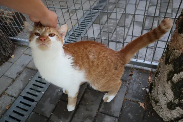 Kot do adopcji, Częstochowa, 28 maja 2024 (2/3)