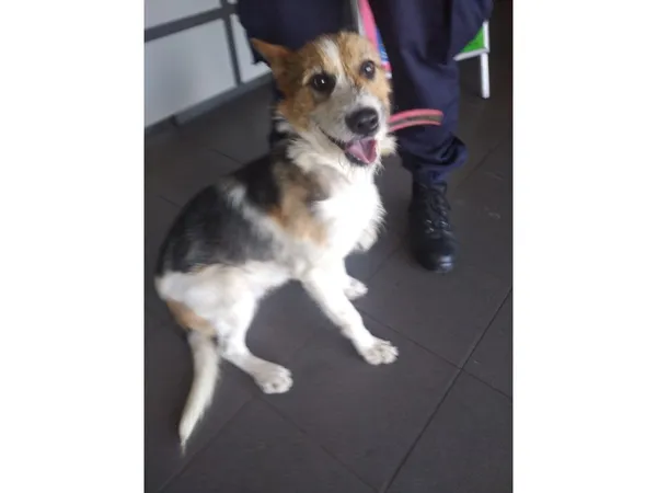 Znaleziono psa, Bydgoszcz, 6 lipca 2024