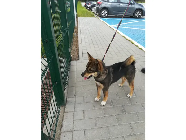 Znaleziono psa, Bydgoszcz, 5 lipca 2024