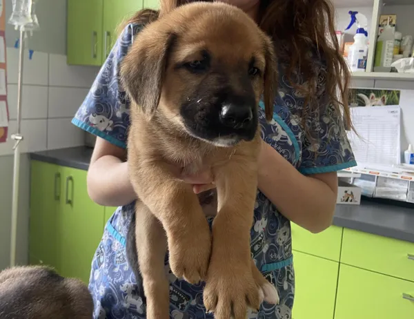 Znaleziono psa, Świdnica, 8 lipca 2024