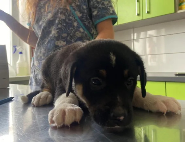 Znaleziono psa, Świdnica, 8 lipca 2024