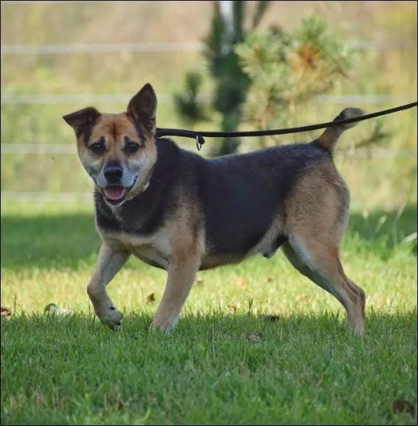 Znaleziono psa, Grudziądz, 2 lipca 2018