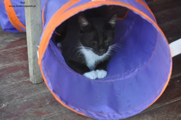Kot do adopcji, Nowy Dwór Mazowiecki, 8 lipca 2024 (1/5)