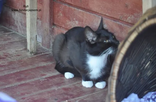 Kot do adopcji, Nowy Dwór Mazowiecki, 8 lipca 2024 (5/5)