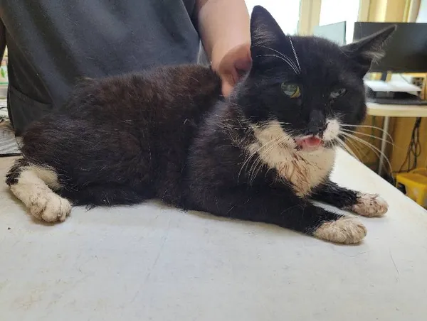 Znaleziono kota, Łódź, 7 lipca 2024 (1/2)