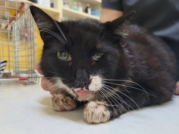 Znaleziono kota, Łódź, 7 lipca 2024 (2/2)