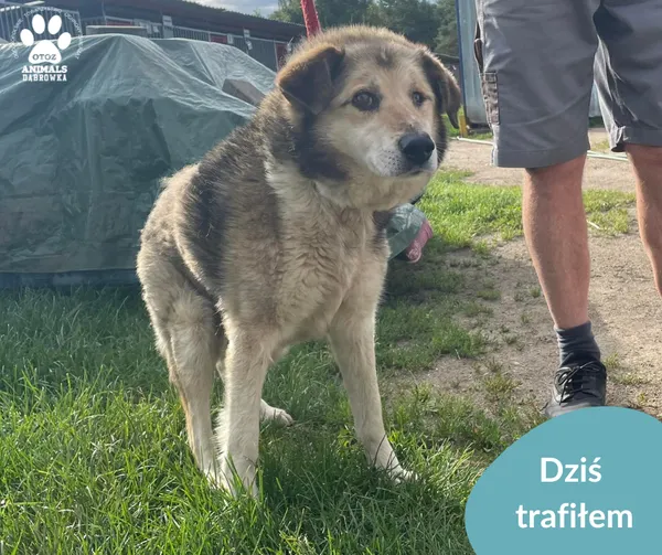 Znaleziono psa, Dąbrówka, 7 lipca 2024 (2/2)