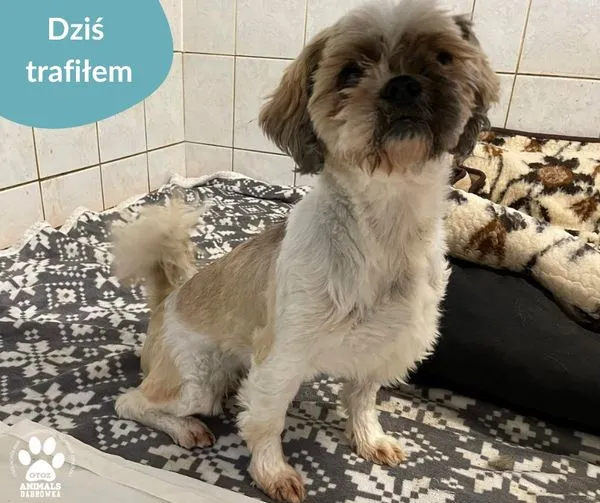 Znaleziono psa, Dąbrówka, 4 lipca 2024 (1/2)