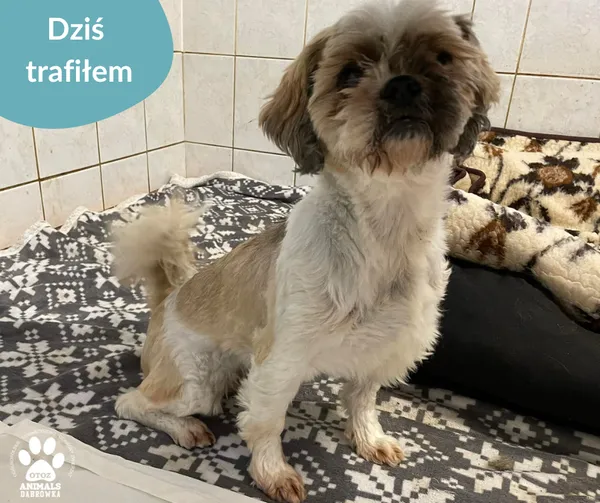 Znaleziono psa, Dąbrówka, 4 lipca 2024 (2/2)