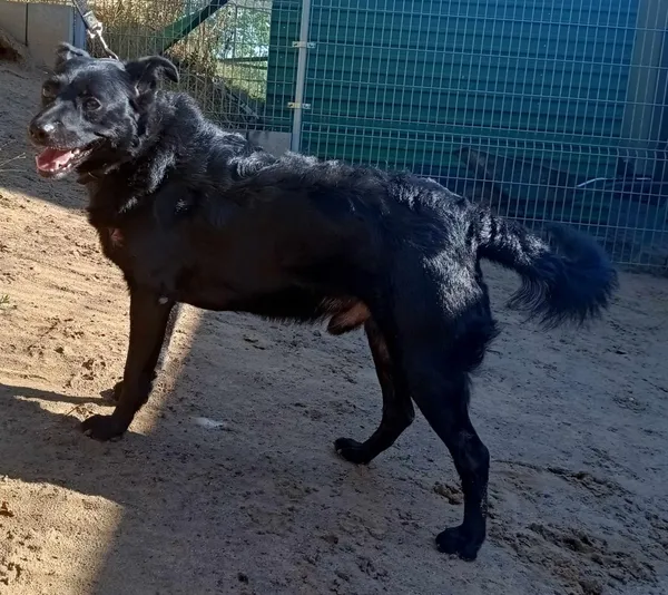 Znaleziono psa, Pieckowo, 4 lipca 2024 (1/2)