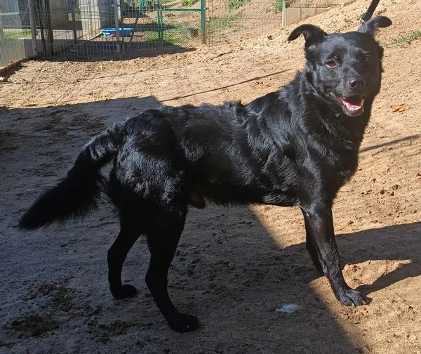 Znaleziono psa, Pieckowo, 4 lipca 2024 (2/2)