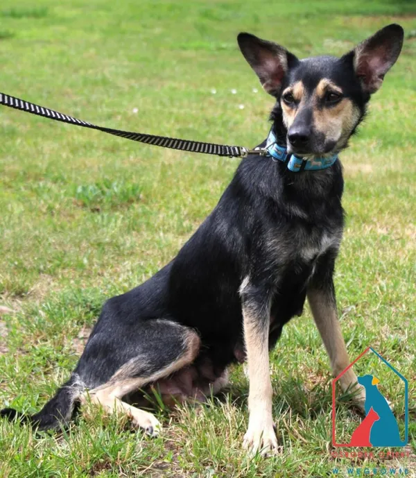 Pies do adopcji, Węgrowo, 1 lipca 2024