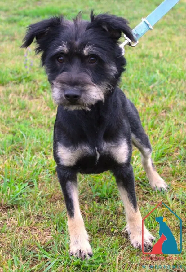 Pies do adopcji, Węgrowo, 1 lipca 2024