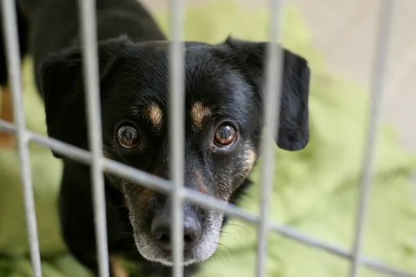 Znaleziono psa, Wałbrzych, 29 czerwca 2024