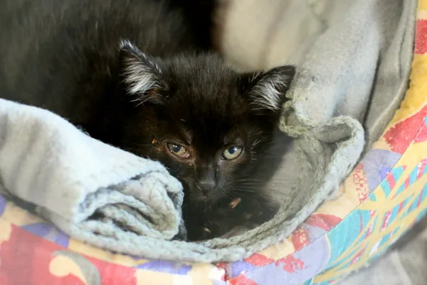 Znaleziono kota, Wałbrzych, 30 czerwca 2024