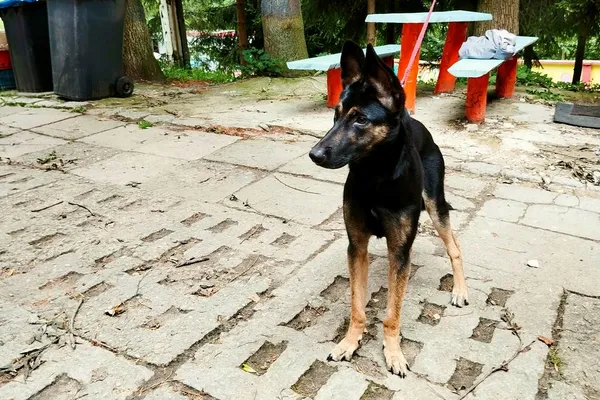 Znaleziono psa, Wałbrzych, 1 lipca 2024 (1/2)