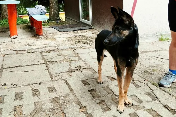 Znaleziono psa, Wałbrzych, 1 lipca 2024 (2/2)