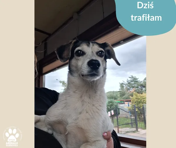 Znaleziono psa, Dąbrówka, 2 lipca 2024
