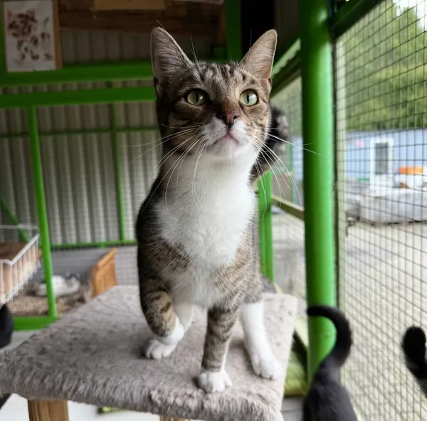 Znaleziono kota, Chojnice, 2 lipca 2024 (1/2)