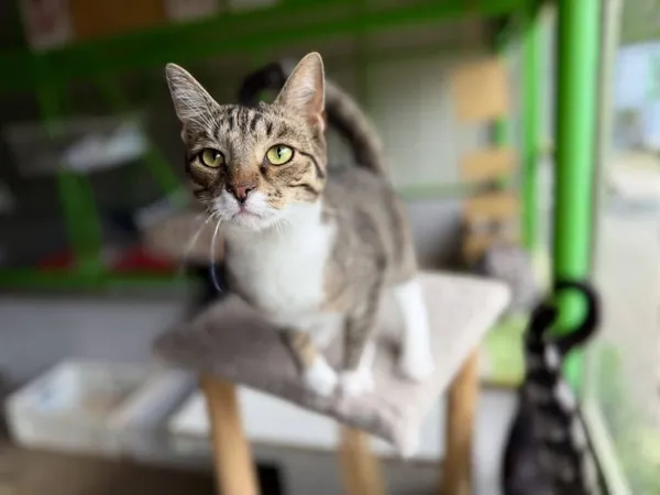 Znaleziono kota, Chojnice, 2 lipca 2024 (2/2)