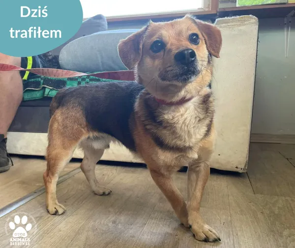 Znaleziono psa, Dąbrówka, 27 czerwca 2024