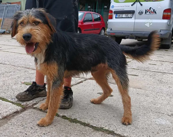 Znaleziono psa, Pieckowo, 1 lipca 2024 (4/4)