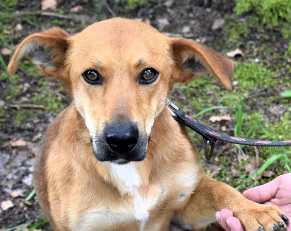 Znaleziono psa, Pieckowo, 1 lipca 2024 (1/5)