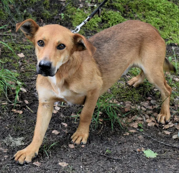 Znaleziono psa, Pieckowo, 1 lipca 2024 (2/5)