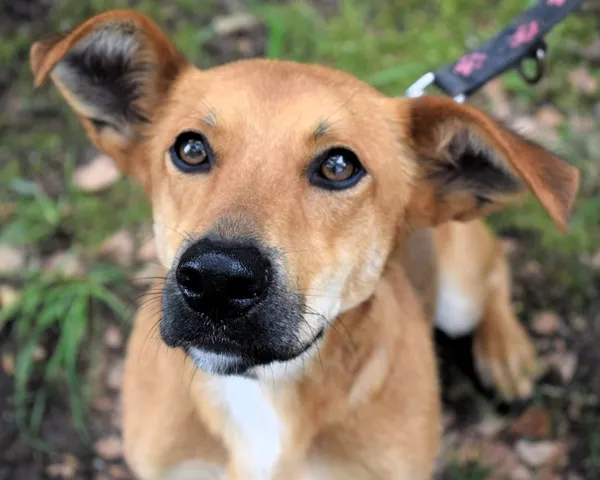 Znaleziono psa, Pieckowo, 1 lipca 2024 (3/5)