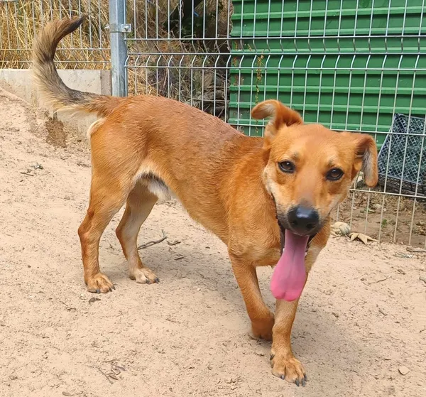 Znaleziono psa, Pieckowo, 1 lipca 2024 (4/5)