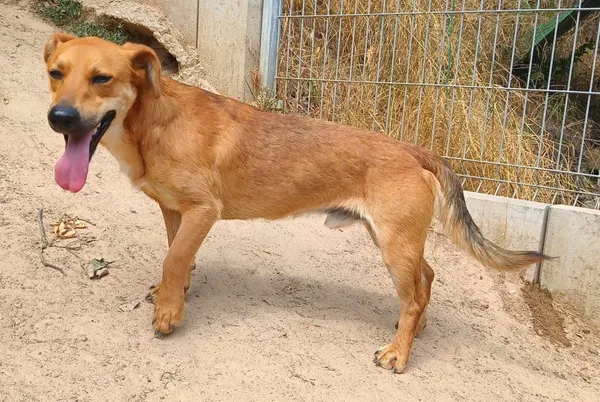 Znaleziono psa, Pieckowo, 1 lipca 2024 (5/5)