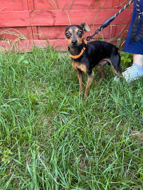 Znaleziono psa, Czartki, 9 lipca 2024