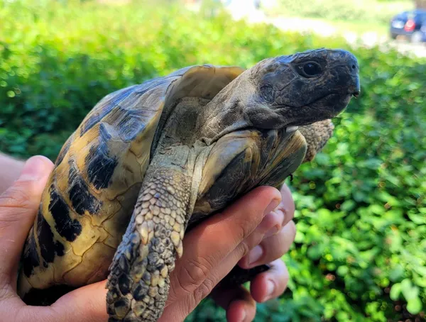 Znaleziono zwierzę, Lublin, 9 lipca 2024