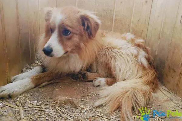 Pies do adopcji, Racławice, 2 lipca 2024 (1/4)