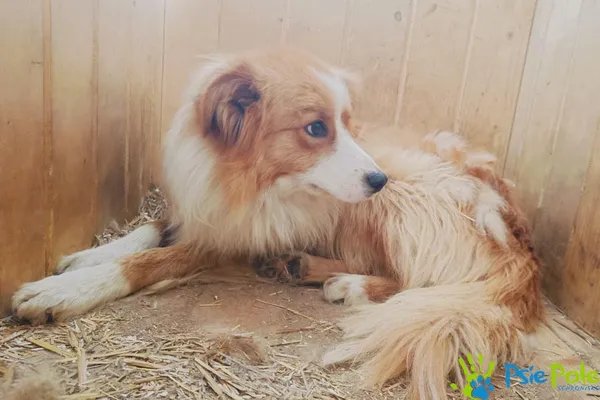 Pies do adopcji, Racławice, 2 lipca 2024 (3/4)