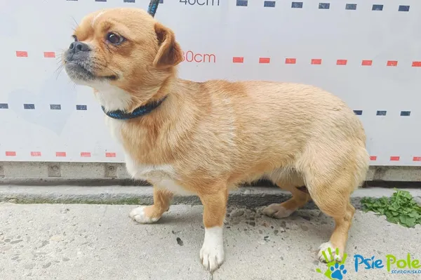 Pies do adopcji, Racławice, 3 lipca 2024 (4/4)