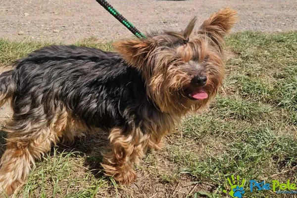 Pies do adopcji, Racławice, 5 lipca 2024 (1/3)